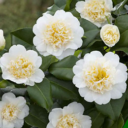 Japanese Camellia 'Brushfields Yellow'